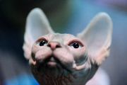 OR: 2015 Portland International Cat Show