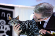 OR: 2015 Portland International Cat Show