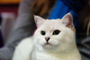 OR: 2015 Portland International Cat Show