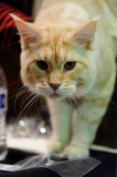OR: 2015 Portland International Cat Show