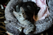 OR: 2015 Portland International Cat Show