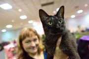 OR: 2015 Portland International Cat Show