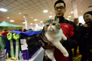 OR: 2015 Portland International Cat Show