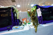 OR: 2015 Portland International Cat Show