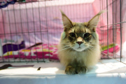OR: 2015 Portland International Cat Show
