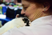 OR: 2015 Portland International Cat Show