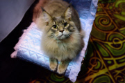 OR: 2015 Portland International Cat Show