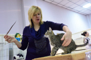 OR: 2015 Portland International Cat Show