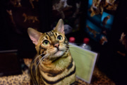 OR: 2015 Portland International Cat Show