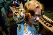 OR: 2015 Portland International Cat Show