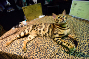OR: 2015 Portland International Cat Show