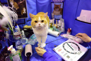 OR: 2015 Portland International Cat Show