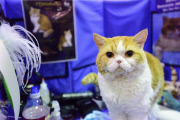 OR: 2015 Portland International Cat Show