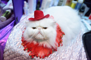 OR: 2015 Portland International Cat Show