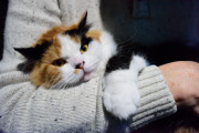 OR: 2015 Portland International Cat Show