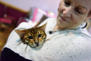 OR: 2015 Portland International Cat Show