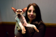 OR: 2015 Portland International Cat Show