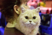 OR: 2015 Portland International Cat Show