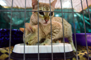 OR: 2015 Portland International Cat Show