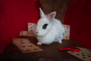 Rescue Animals Pose In Alice In Wonderland Style Photo Shoot, Italy, Sep 2014