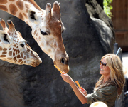 EXC: HEIDI KLUM AT TARONGA ZOO