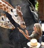 EXC: HEIDI KLUM AT TARONGA ZOO