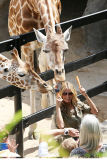 EXC: HEIDI KLUM AT TARONGA ZOO