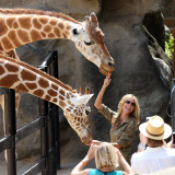 EXC: HEIDI KLUM AT TARONGA ZOO