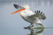 Dalmatian pelicans on Lake Kerkini, Greece - 18 Jan 2015