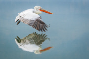 Dalmatian pelicans on Lake Kerkini, Greece - 18 Jan 2015
