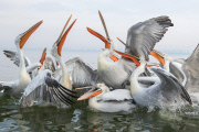 Dalmatian pelicans on Lake Kerkini, Greece - 18 Jan 2015