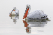 Dalmatian pelicans on Lake Kerkini, Greece - 18 Jan 2015