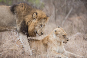 Lions mating, Kruger National Park, South Africa - 20 Sep 2014