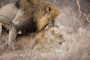Lions mating, Kruger National Park, South Africa - 20 Sep 2014