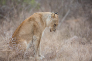 Lions mating, Kruger National Park, South Africa - 20 Sep 2014