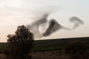 Nature in Israel's Western Negev