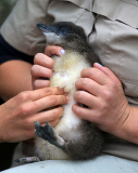 Pinguin Check-up