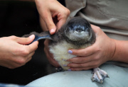 Pinguin Check-up