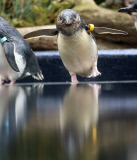 Pinguin Check-up