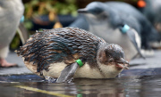 Pinguin Check-up