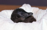 Pinguin Check-up