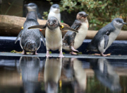 Pinguin Check-up