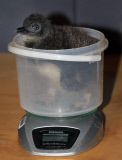 Pinguin Check-up