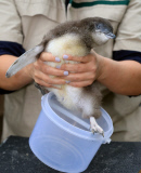 Pinguin Check-up