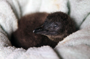Pinguin Check-up
