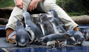 Pinguin Check-up