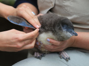 Pinguin Check-up
