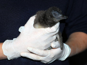 Pinguin Check-up