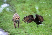 Cheetah cub fails to catch bird, Masai Mara, Kenya - 10 Jan 2015