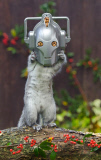 Squirrel poses with head inside Dr. Who Cyberman head feeder, Hampshire, Britain - 10 Feb 2015